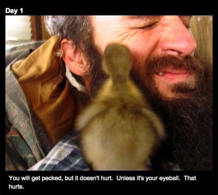 Duckling and the Beard (16 pics)