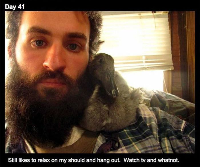 Duckling and the Beard (16 pics)