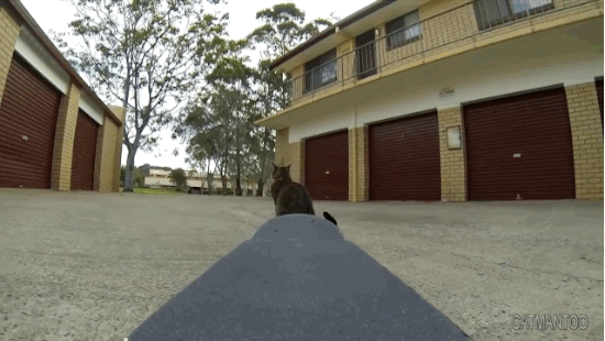 Didga, the Skateboarding Cat (8 gifs)