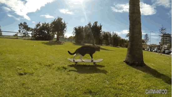Didga, the Skateboarding Cat (8 gifs)