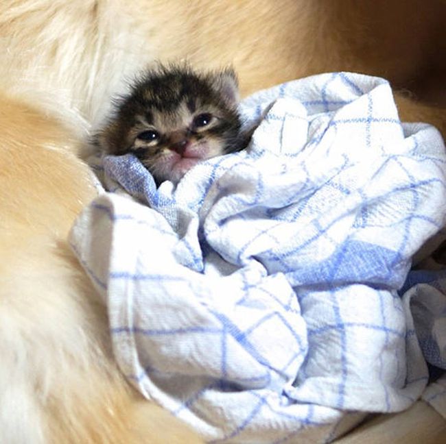 Golden Retriever Adopts a Kitten (8 pics)