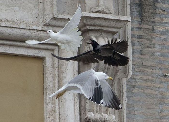 Dove of Peace Attacked by Seagull (4 pics)