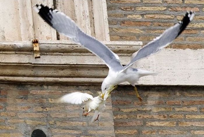 Dove of Peace Attacked by Seagull (4 pics)