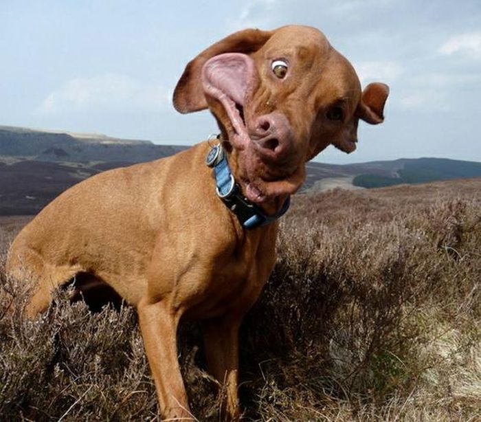 Dogs and Cats Caught Mid-Sneeze (45 pics)