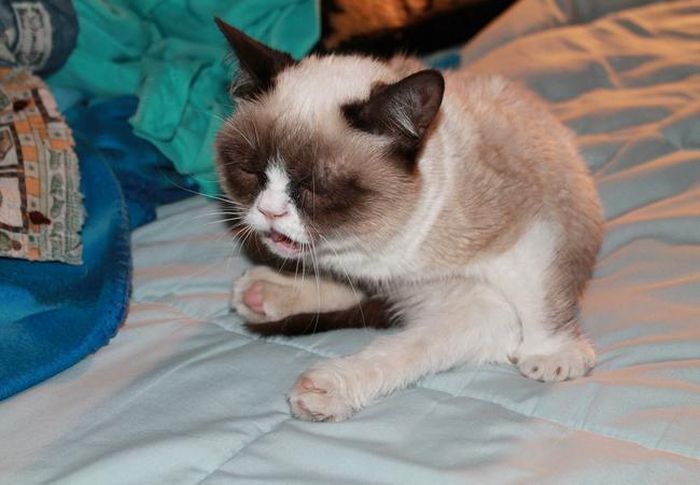 Dogs and Cats Caught Mid-Sneeze (45 pics)