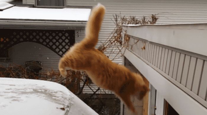These Animals Suck At Jumping 27 Gifs