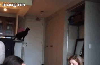 These Animals Suck at Jumping (27 gifs)
