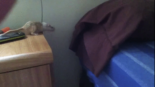 These Animals Suck at Jumping (27 gifs)