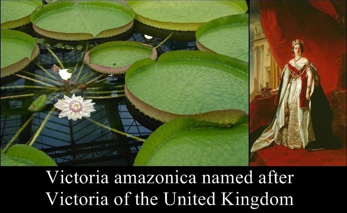 Species Named After Famous Persons (20 pics)