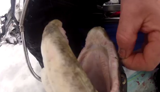 Fisherman Caught a Huge Trout in Winter