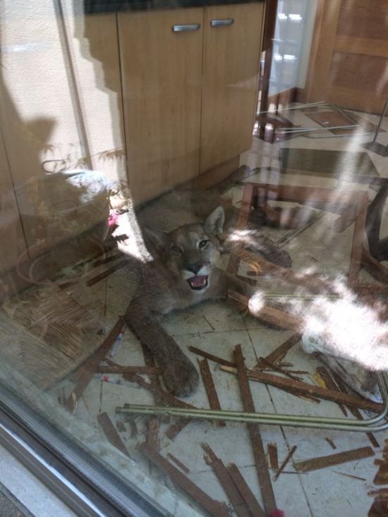 Cougar Broke into a House (4 pics)