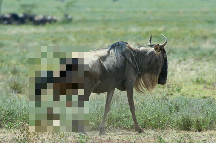 Born to be Eaten (7 pics)