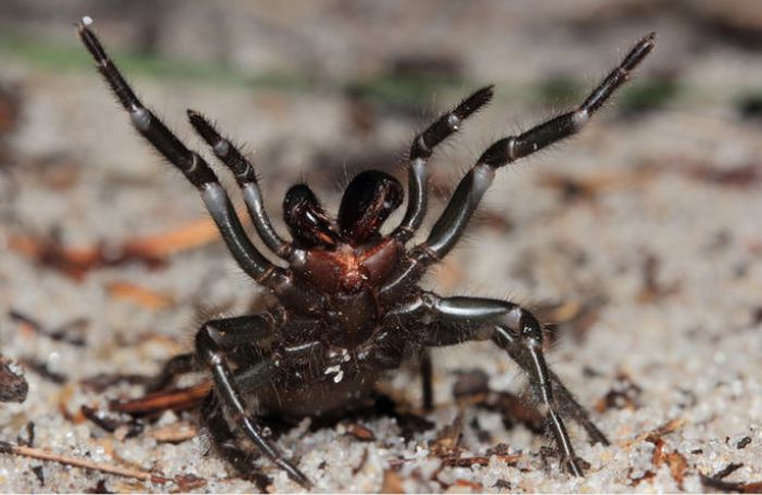 Spiders of Australia (32 pics)