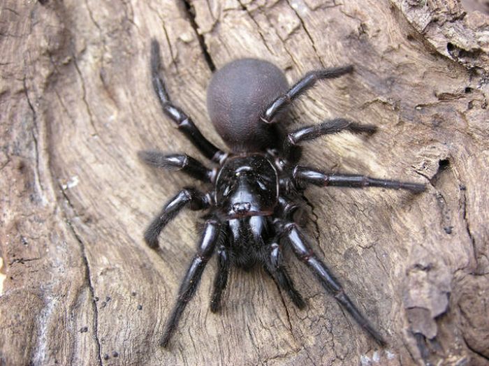 Spiders of Australia (32 pics)