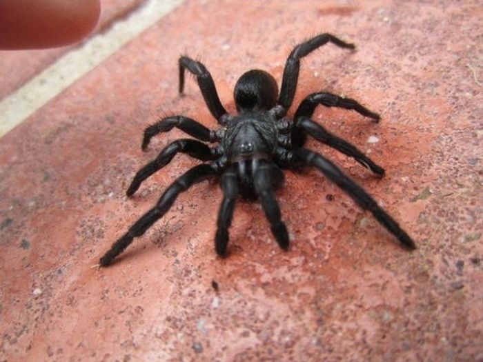 Spiders of Australia (32 pics)