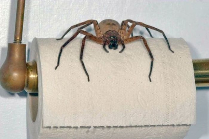 Spiders of Australia (32 pics)