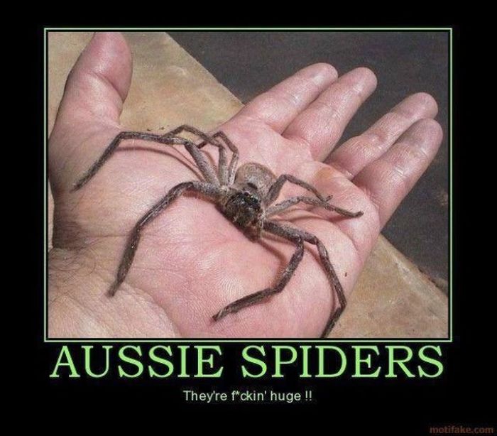 Spiders of Australia (32 pics)