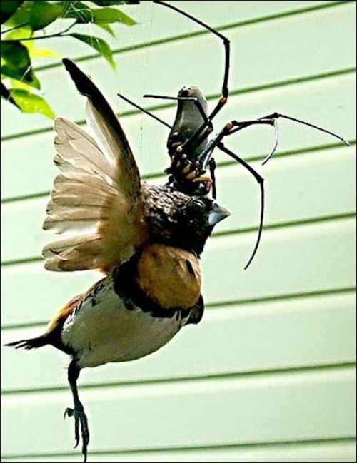 Spiders of Australia (32 pics)