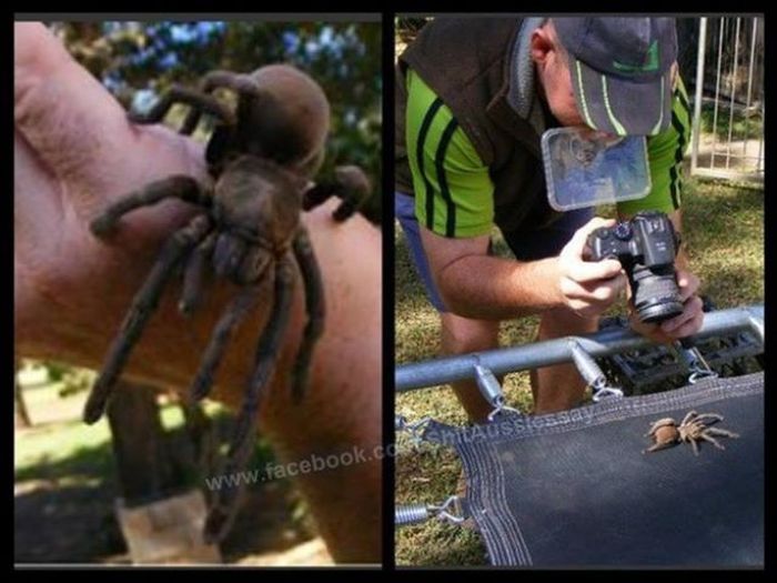 Spiders of Australia (32 pics)