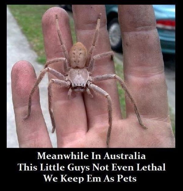 Spiders of Australia (32 pics)