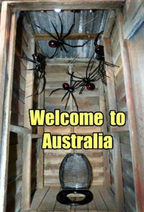 Spiders of Australia (32 pics)