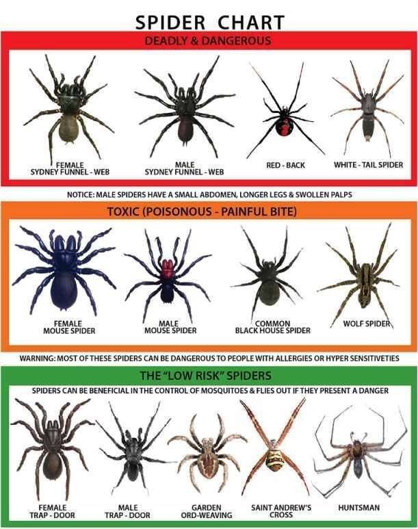 Spiders of Australia (32 pics)