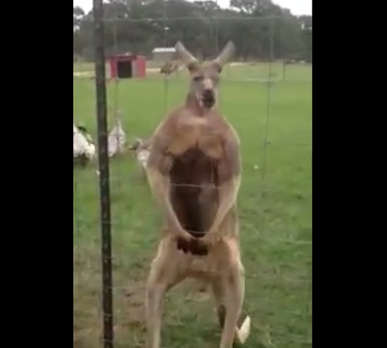 Kangaroo Showing Up His Muscles