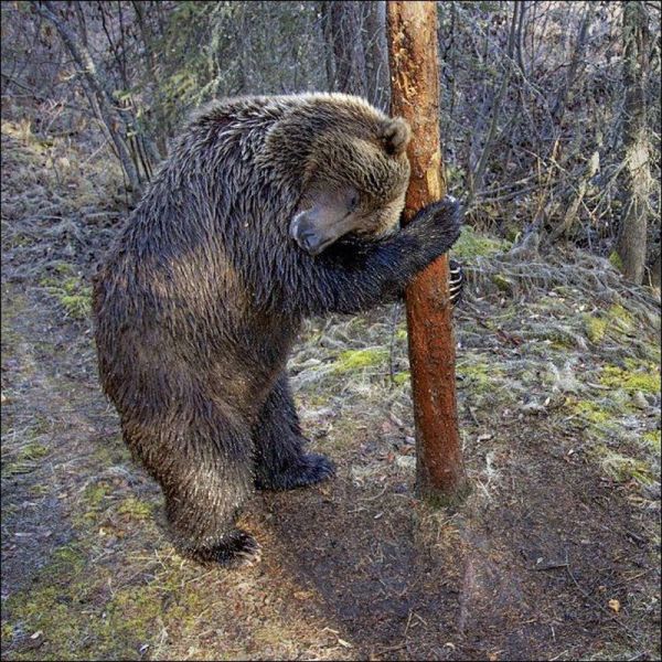 Acid Picdump (111 pics)