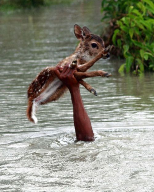 Boy Saves a Fawn (11 pics)