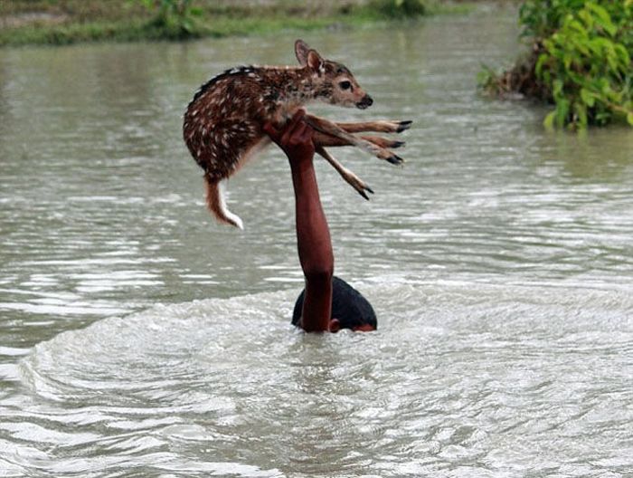 Boy Saves a Fawn (11 pics)