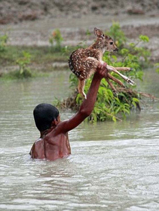 Boy Saves a Fawn (11 pics)