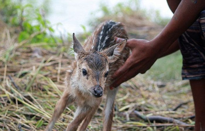 Boy Saves a Fawn (11 pics)