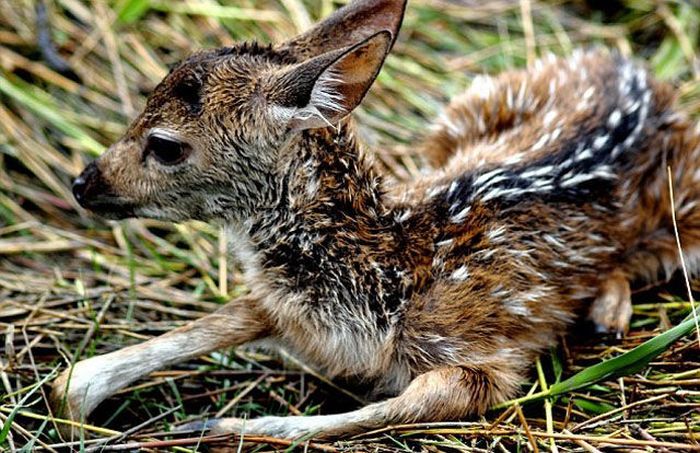 Boy Saves a Fawn (11 pics)