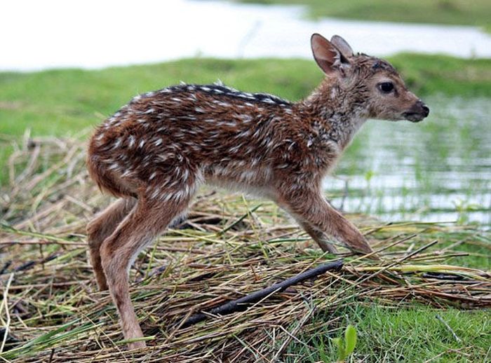 Boy Saves a Fawn (11 pics)