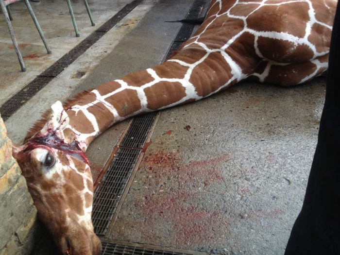 Marius the Giraffe Killed at Copenhagen Zoo (13 pics)