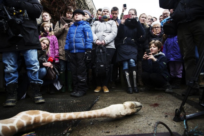 Marius the Giraffe Killed at Copenhagen Zoo (13 pics)