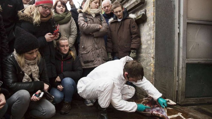 Marius the Giraffe Killed at Copenhagen Zoo (13 pics)