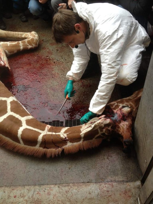 Marius the Giraffe Killed at Copenhagen Zoo (13 pics)