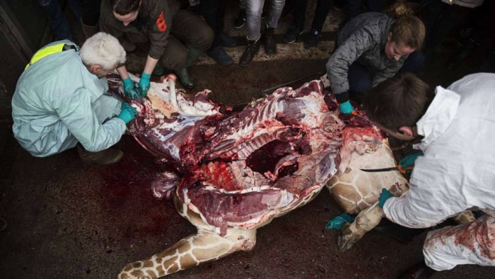 Marius the Giraffe Killed at Copenhagen Zoo (13 pics)