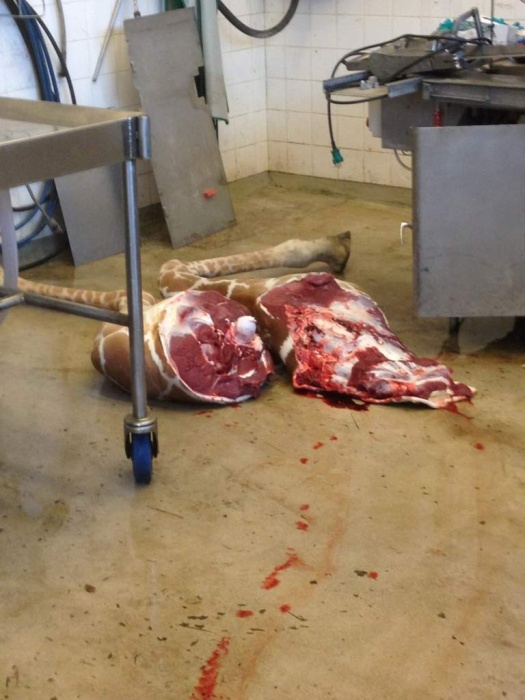 Marius the Giraffe Killed at Copenhagen Zoo (13 pics)