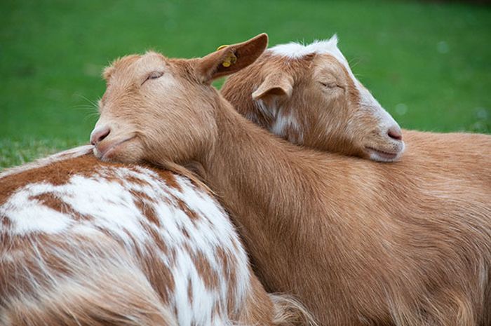 Animals Using Each Other As Pillows (31 pics)
