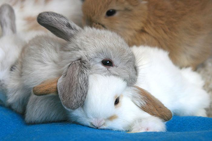 Animals Using Each Other As Pillows (31 pics)