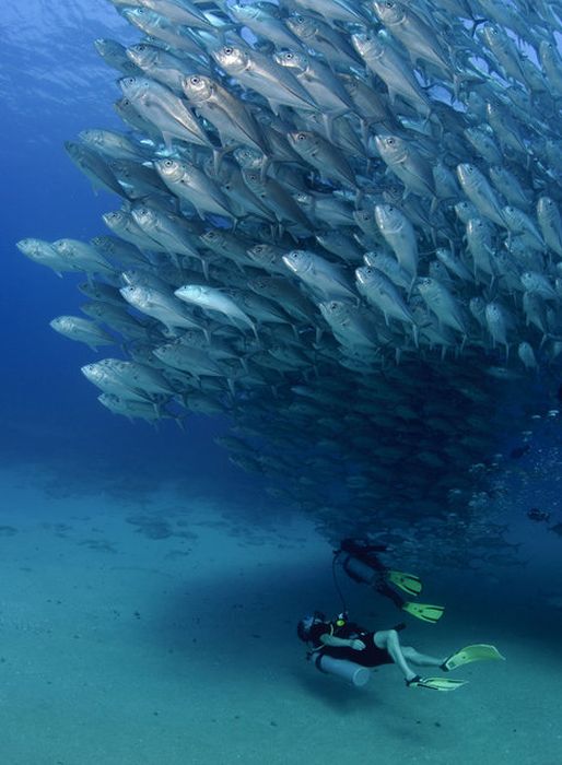 Fish Tornado (6 pics)