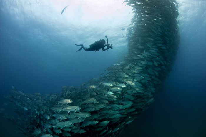 Fish Tornado (6 pics)