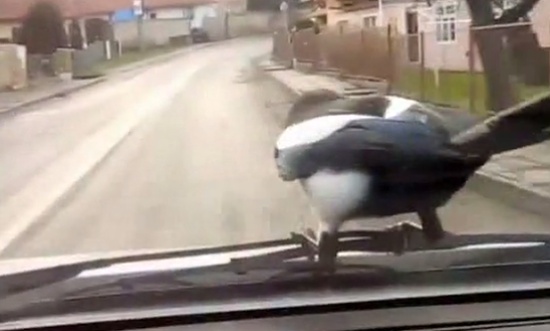 Insolent Crow Riding a Car