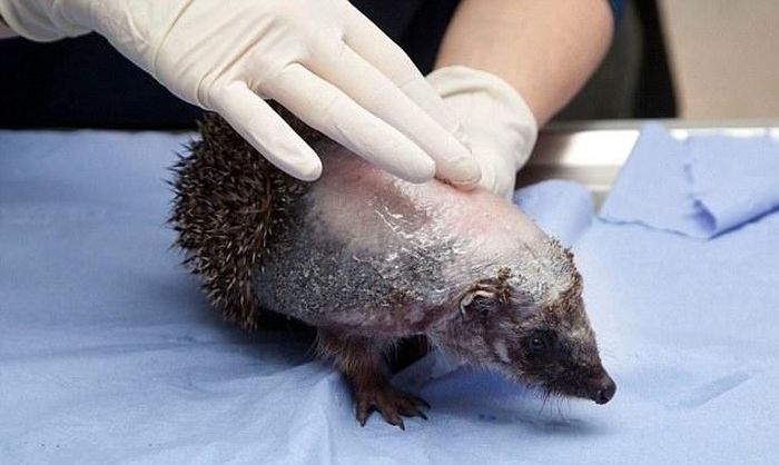 Recovery of a Hedgehog (12 pics)