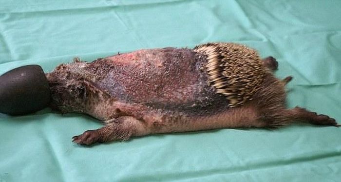 Recovery of a Hedgehog (12 pics)