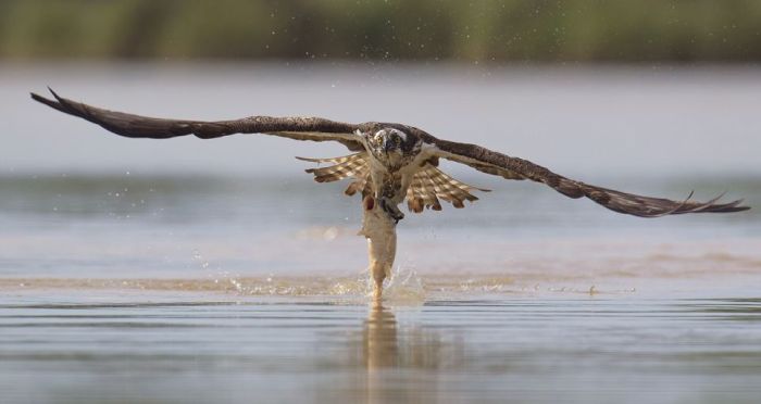 Hunting Osprey (8 pics)