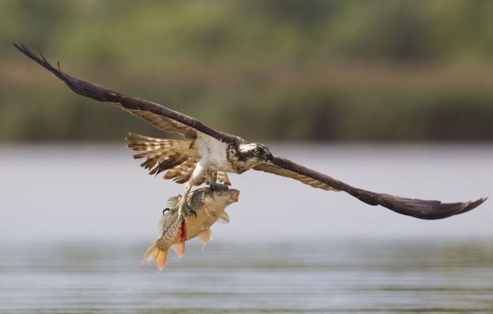 Hunting Osprey (8 pics)