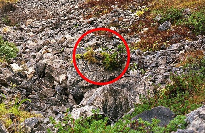 Find the Snipers (18 pics)